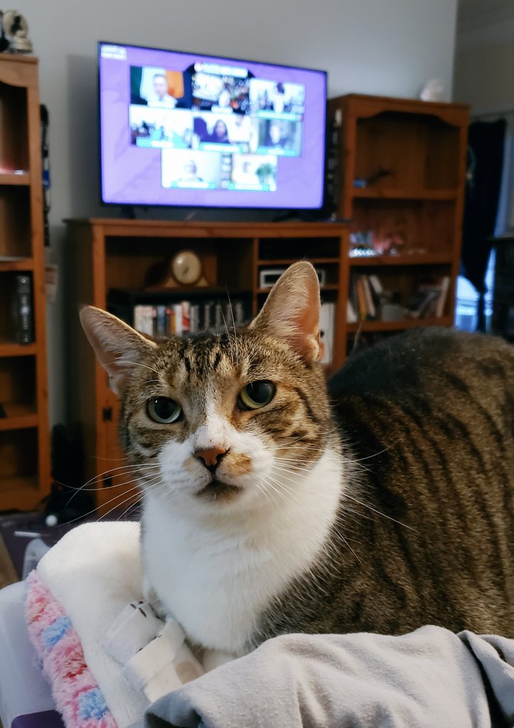 jlc1701a's tweet photo. #MyDragonConPet Last year Murray went with us to DragonCon. This year she's with us during DragonCon again.  Only with DragonCon being Virtual, she's watching DCTV with us.  What a super ConCat. https://t.co/dceZlWIUj7