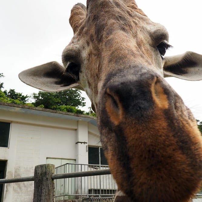 沖縄こどもの国 Okinawa Zoo Museum 公式 今日のキリン 来月6才の誕生日を迎えるワビスケ 大きくなったなぁ 下から見ると キリンて変な顔 キリンぽくない もう少しでキリン舎の新しい寝室も完成予定です キリン 沖縄 沖縄こどもの 沖縄こどもの国 Okinawa Zoo Museum 公式 今日のキリン 来月6才の誕生日を迎えるワビスケ 大きくなったなぁ 下から見ると キリンて変な顔 キリンぽくない もう少しでキリン舎の新しい寝室も完成予定です キリン 沖縄 沖縄こどもの