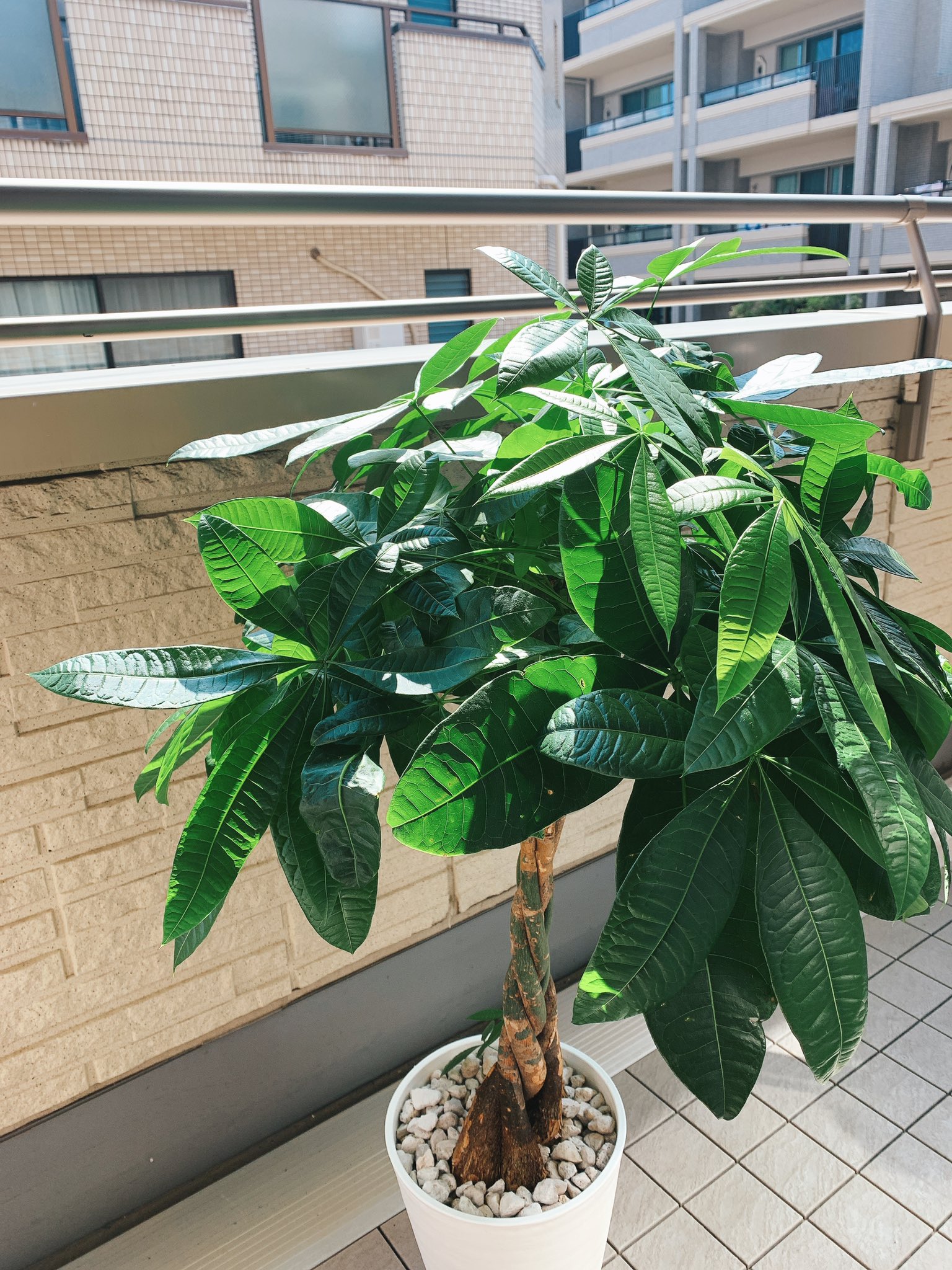 川口太希 Willgate 10万円給付金で購入したパキラさん 在宅期間中に随分大きくなった 水やりは週1回土曜日がルールです T Co Qkhajcsg5p Twitter