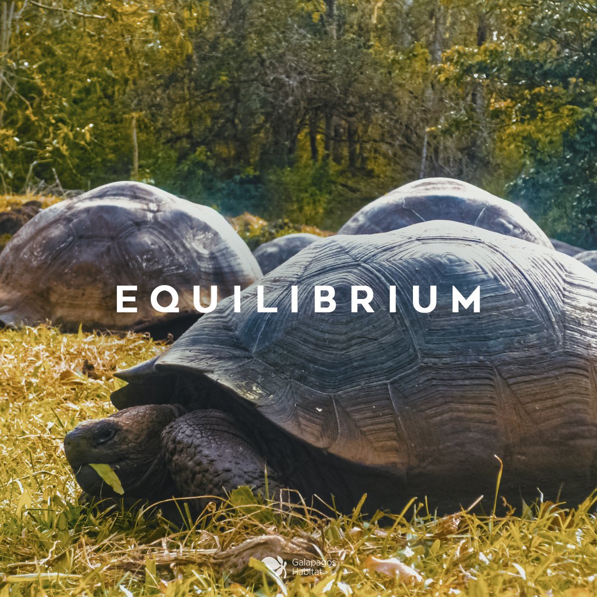 Turtles have a large shell that protects them and they have a long life in which they slowly move on their 4 legs, for this reason they are a symbol of balance also related to meditation.
.
.