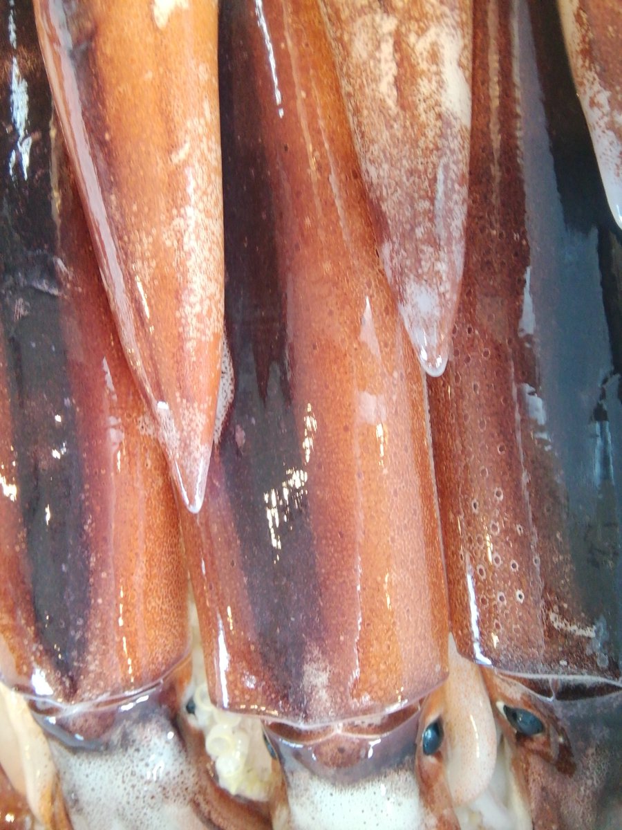 魚久 日野市の魚屋 ホヤ スルメイカ キンキ 本ムツ 赤ムツ カマス イサキ アジ サバ マナガツオ 銀ダラ 生鱈 生鮭 ブリ サワラ 太刀魚 アナゴ 中塩紅鮭等入荷してます ホヤ スルメイカ 南平のさかなや魚久 日野市魚屋 北野街道沿い 魚久 日野市の魚屋 ホヤ スルメイカ キンキ 本ムツ 赤ムツ カマス イサキ アジ サバ マナガツオ 銀ダラ 生鱈 生鮭 ブリ サワラ 太刀魚 アナゴ 中塩紅鮭等入荷してます ホヤ スルメイカ 南平のさかなや魚久 日野市魚屋 北野街道沿い