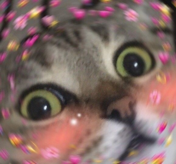 dead_pixiedust's tweet photo. @TheGhostOfARose хэйййй, все будет хорошо! я думаю, что она сказала это на эмоциях и еще извиниться, если что, держи котиков все равно https://t.co/AjbeIXujD4