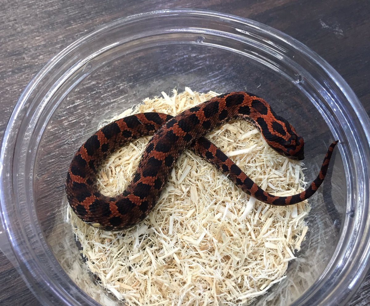 爬虫類ショップ マニレプ スタッフの呟き Twitter पर トウブシシバナヘビ ハイレッド たくさんのお問い合わせありがとうございます 赤と黒の配色が絶妙なバランスです Cbなので 状態もバッチリです 冷凍マウスokです T Co S9ctc3mohf Twitter