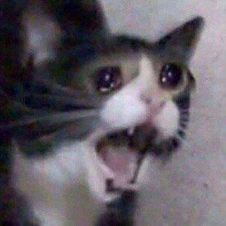 for archival purposes, sad/sad-ish meme thread