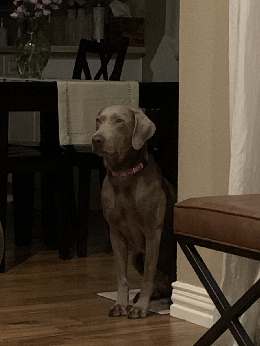 HWeimaraner's tweet photo. Must go hunting... please let me out https://t.co/VFHevKTFdi