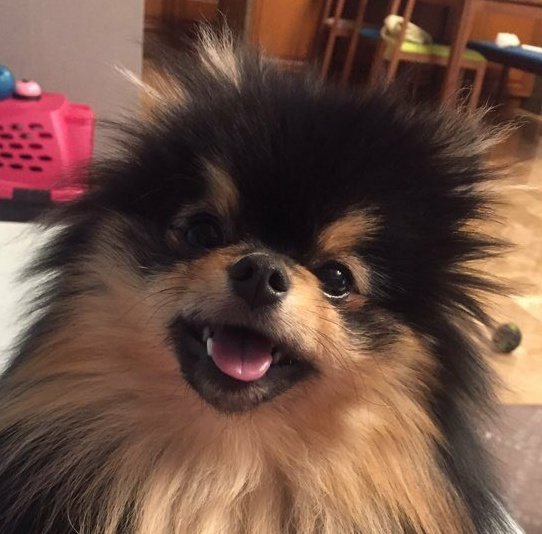 Yeontan & Simba 