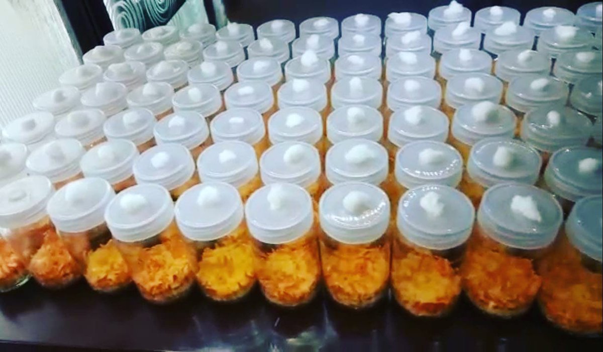vanashrubs's tweet photo. Growing stage of cordyceps militaris.  Reaching final heights of growth.!!
#cordycepsmushroom #Cordycepsmilitaris #immunebooster #Mushroomfood #vitamins #medicinalmushrooms #healthyheart #antiageing #EnergyBoost #fitness #weightloss #healthyfood #herbaltea #herbaltealover https://t.co/HJ4O66ss37