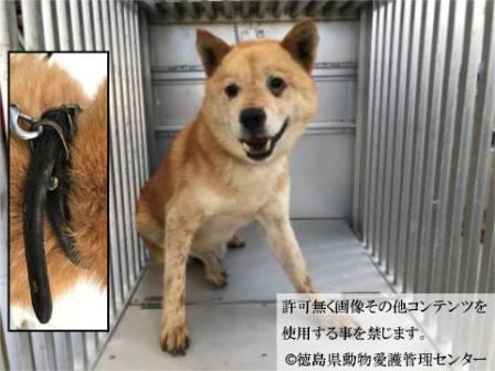 Japanesemichael Jackson 徳島県保健所 期限 9月25日 性別 男 年齢 老犬 犬種 柴犬風 体格 小 中 毛色 茶白 収容月日場所 9 5 鳴門市撫養町小桑島 黒色革製首輪 迷子犬 徳島県 鳴門市 撫養町 小桑島 雑種犬 老犬 保健所 犬