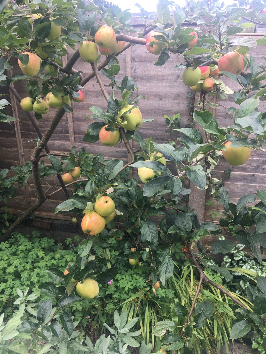 YAelwyd's tweet photo. 🍏Afalau Enlli o’r ardd wedi’i neud i grymbl.
Ar gael heddiw hefo hufen neu hufen iâ Parisella...neu’r ddau 😳😋

🍎Enlli apples from the garden, made into a crumble.
Available today with cream or Parisella ice cream...or both 🤤 https://t.co/sApoW8B5xr