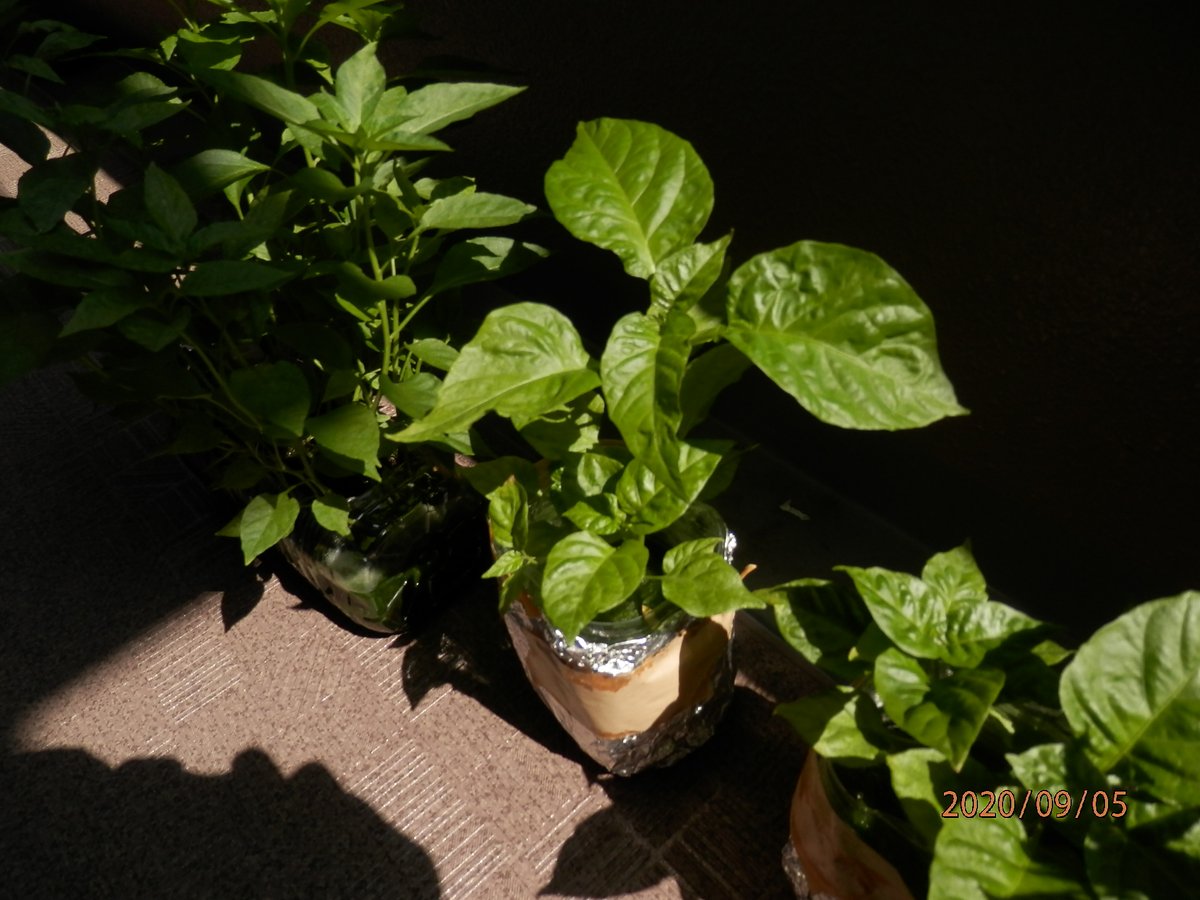 キャロライナ リーパー