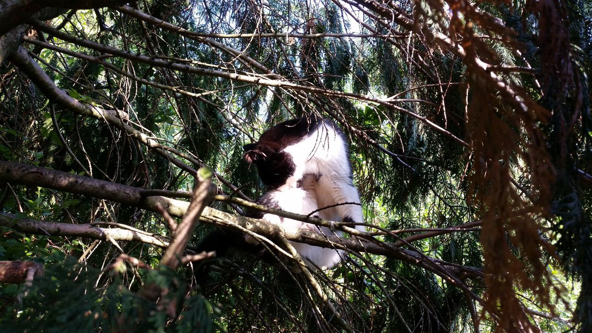FishPi314's tweet photo. @Rachael67947693 They just love sitting high up on those precarious places don't they 😄😄 #CatWithAView https://t.co/xoinsuOsKW