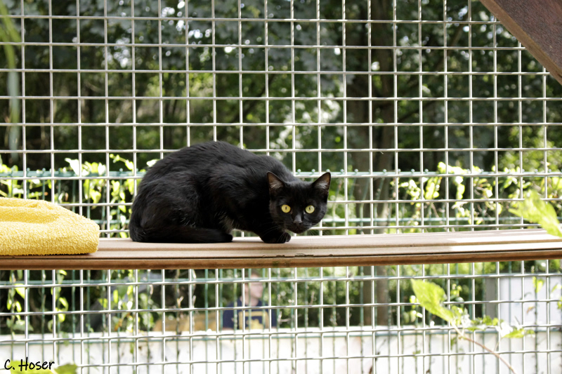OberhessenLive's tweet photo. Eine scheue Katze auf der Suche nach einer Familie - https://t.co/4TDKY6Bz8p https://t.co/nKpGSJNh6s