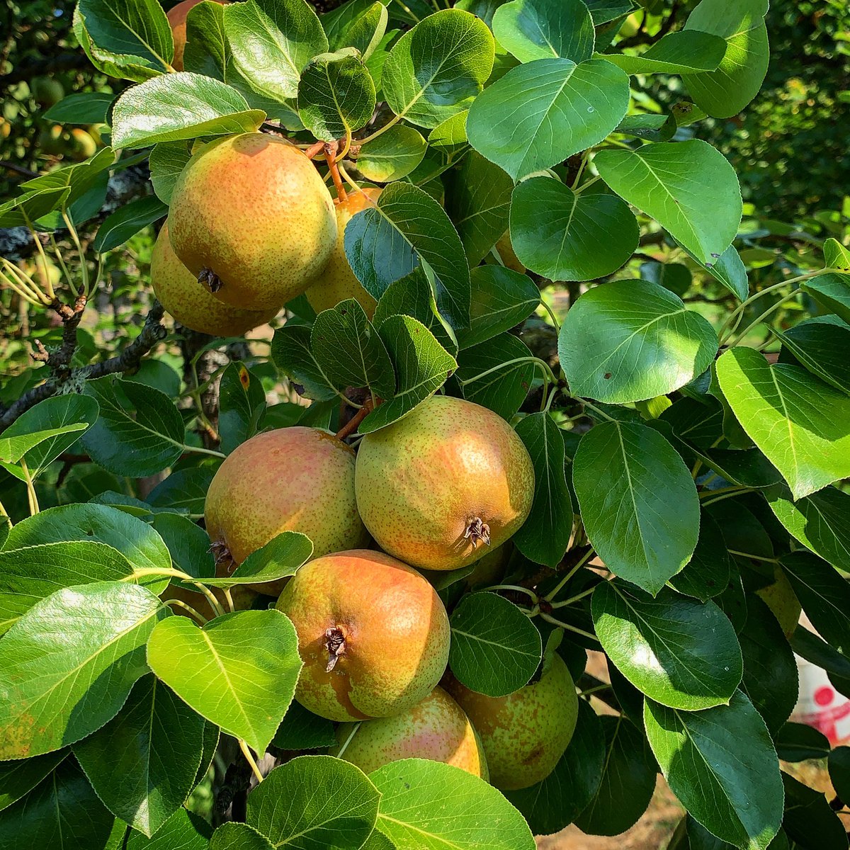 Picking early #perry pears. Completely unique to us a pyrifolia euro hybrid. Fantastic acidity and sugar with tight astringency. Looking for names, any ideas? Prolific, good blender, round, green good grower.
