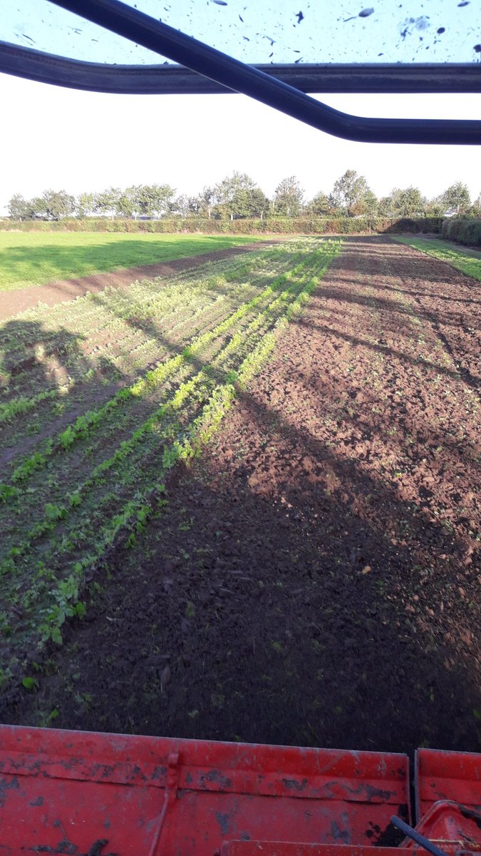 Michael Schippers tweet media