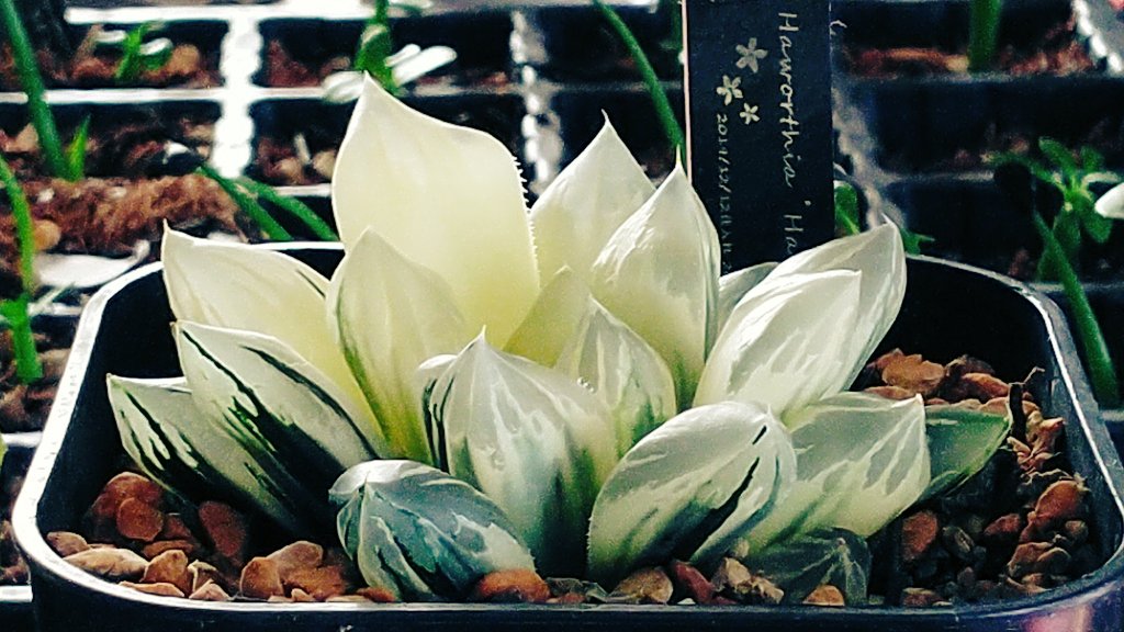 友成星司 Code S74x いつもの花水晶です ヤバイヤバイ ヤバイだろ みたいな でも まあ なんとか成長 旧 生長 してる Haworthia ハオルシア ハオルチア 多肉植物 箱庭 計画