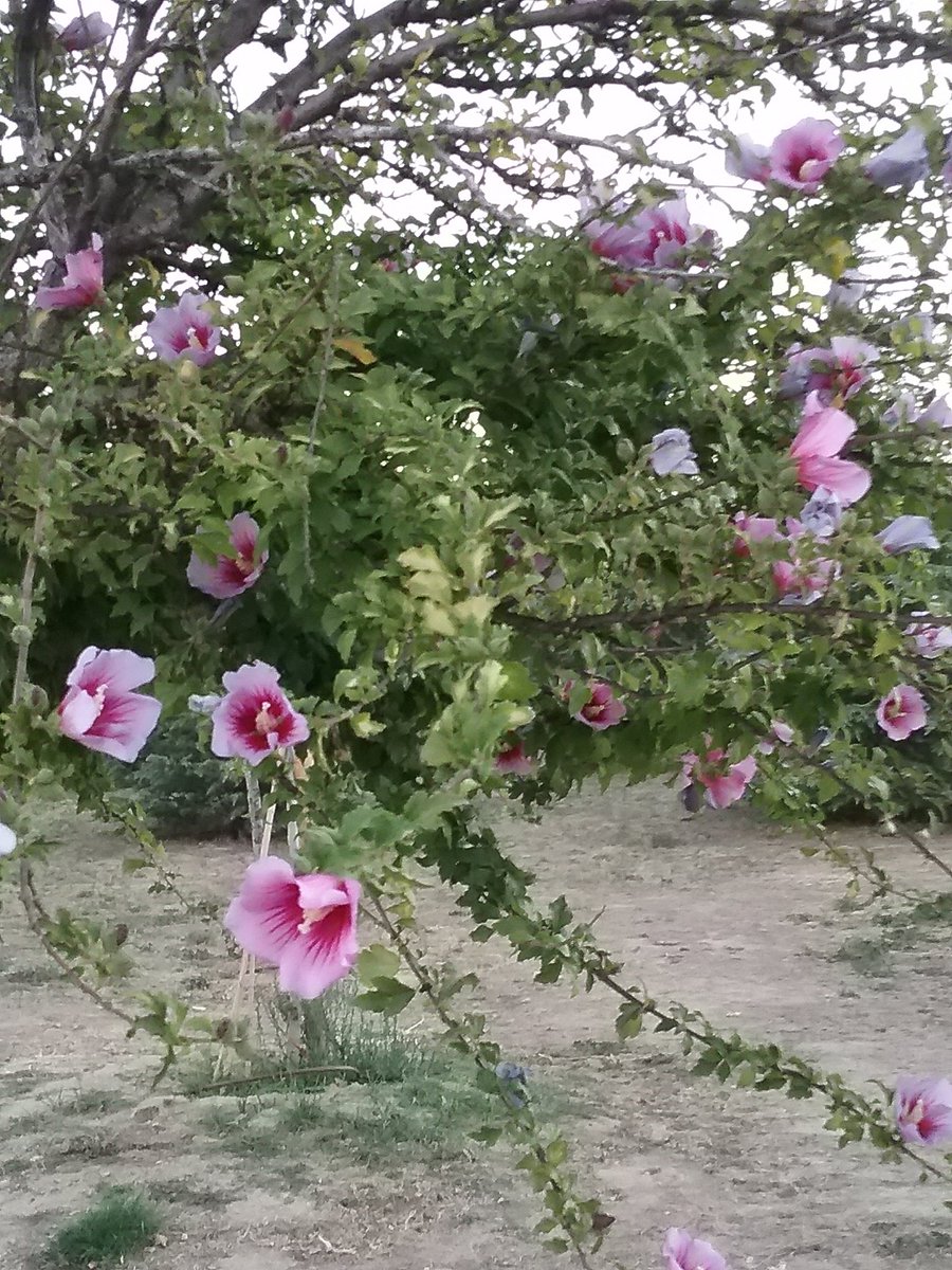 Teresa Fernandez (@teresaf35309694) on Twitter photo 