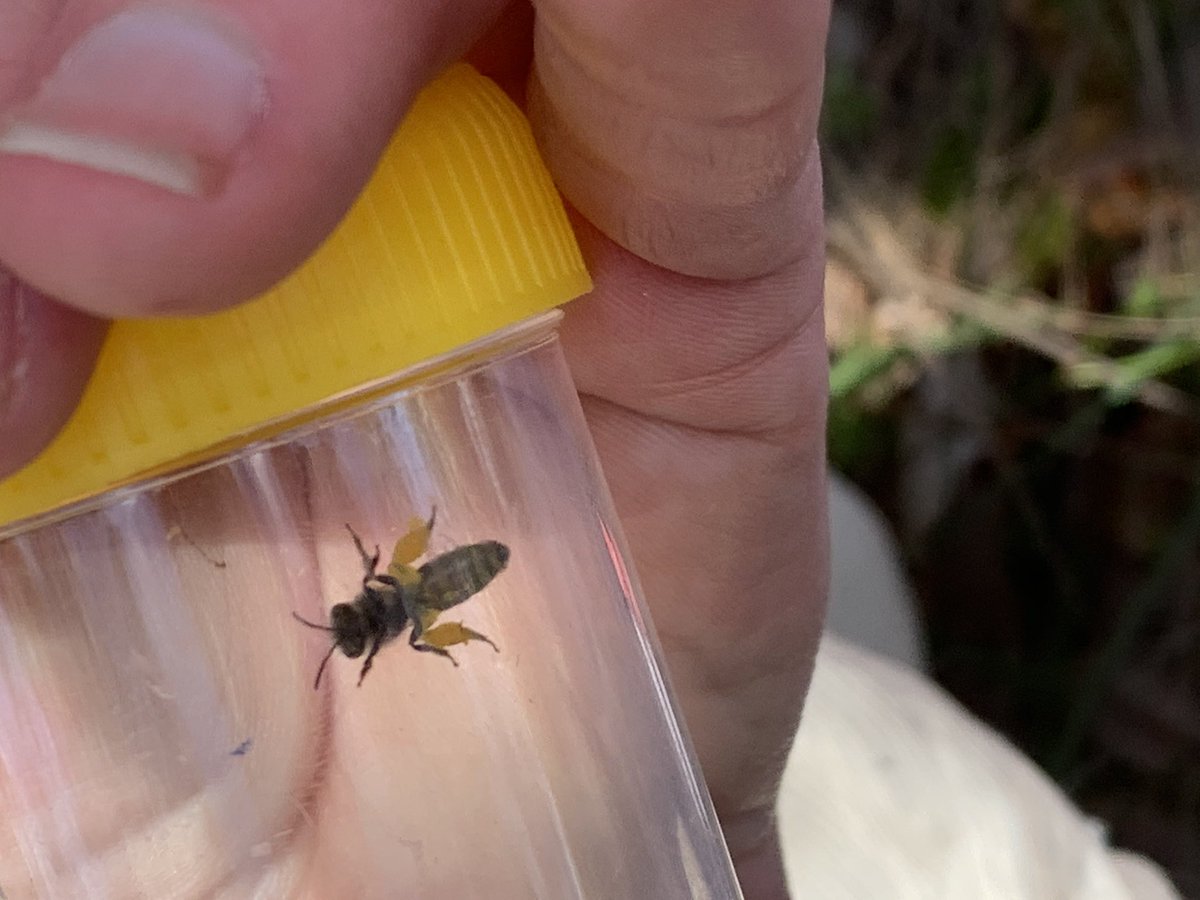 BeeBabette's tweet photo. Pollen panties on this Leioproctus ! π #spring has sprung and the #australiannativebees are out (& thus so am I ) #colletid #solitarybee #wildbees #beebabette #ozinsects #ozpollinators #aussiebees #bees #Entomology https://t.co/SMO57kIeoh