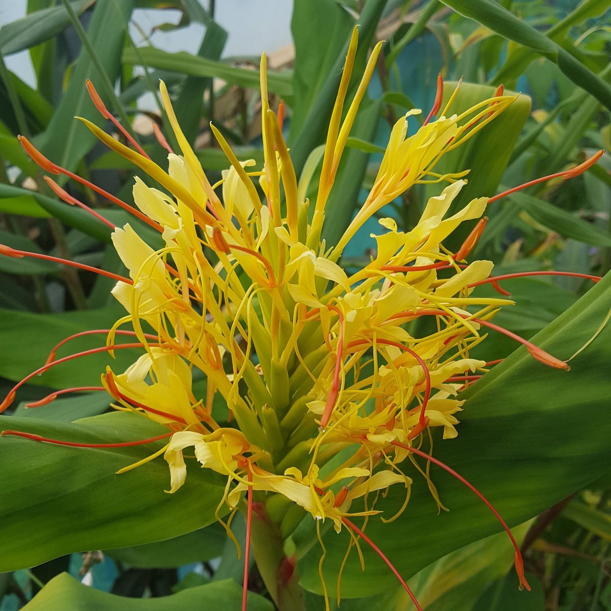 PlantPref's tweet photo. Hedychium, bought as griffithianum, but it looks the same as H gracile to me.... going to have to investigate more.
#hedychium #hedychiumgriffithianum #hedychiumgracile #newtome #nameconfusion #plantidentification #hardyexotics https://t.co/ZlomISwl0Y