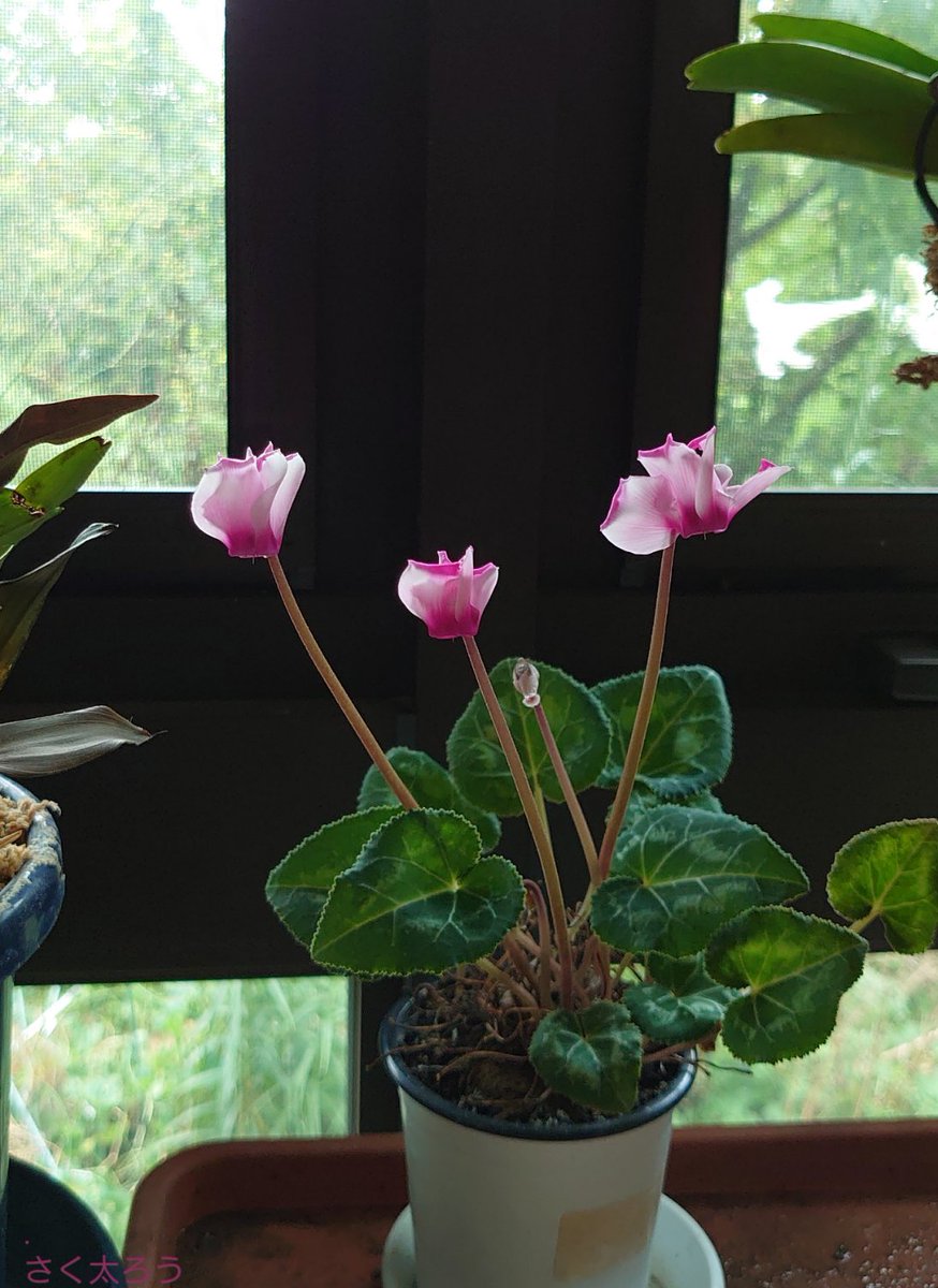 さく太ろう 男装 V Twitter 窓辺 の様子 シクラメン 冬も咲きました 庭さく花 室内だけど 窓際 Gardening ガーデニング 鉢植え スマホ写真 Photography Phonephotography 花のある暮らし 植物のある暮らし 植物のある生活 園芸 花写っと