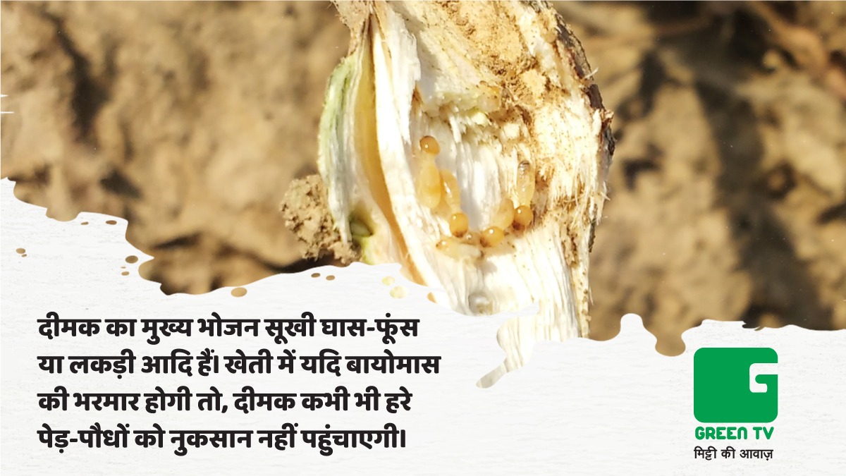 GreenTV_India's tweet photo. Do Follow #GreenTvIndia To Get Regular Updates Of #AgricultureKnowledgeBank
#दीमक को सफेद चींटी भी नाम दिया जाता है जो गलत है। दीमक न तो पूर्णतः सफेद होते हैं और न ही चींटी। यह हल्के पीले या भूरे रंग के कोमल कीट हैं।
#Termites #Deemak #SocialInsects #AgriBloggers #AgriGyan https://t.co/F3G1RkIDGI