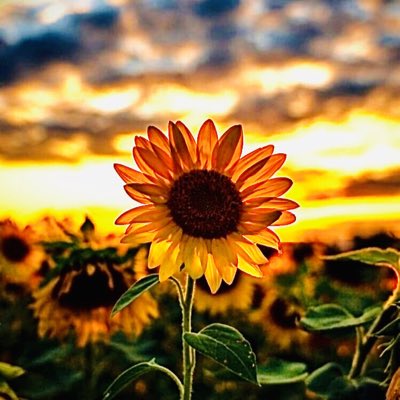 MLusche's tweet image. #NewProfilePic