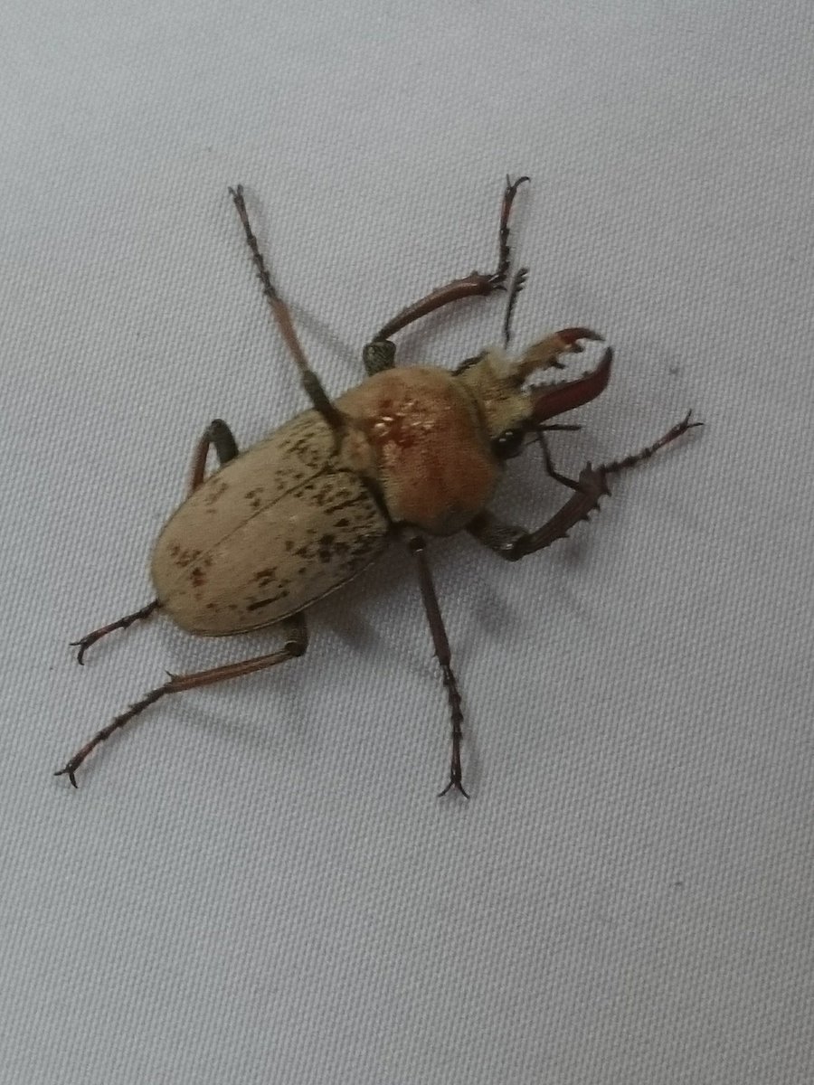 クワガタ カブトムシ専門店 ドルクスグッズ 入荷情報を更新しました ブリード物では珍しいインペリアリスツヤ ボーレンホーベンが入荷しました 人気種ではハイイロクワガタ ババクルビ インドグラン ヤエヤマコクワ ニジイロ ５カラー