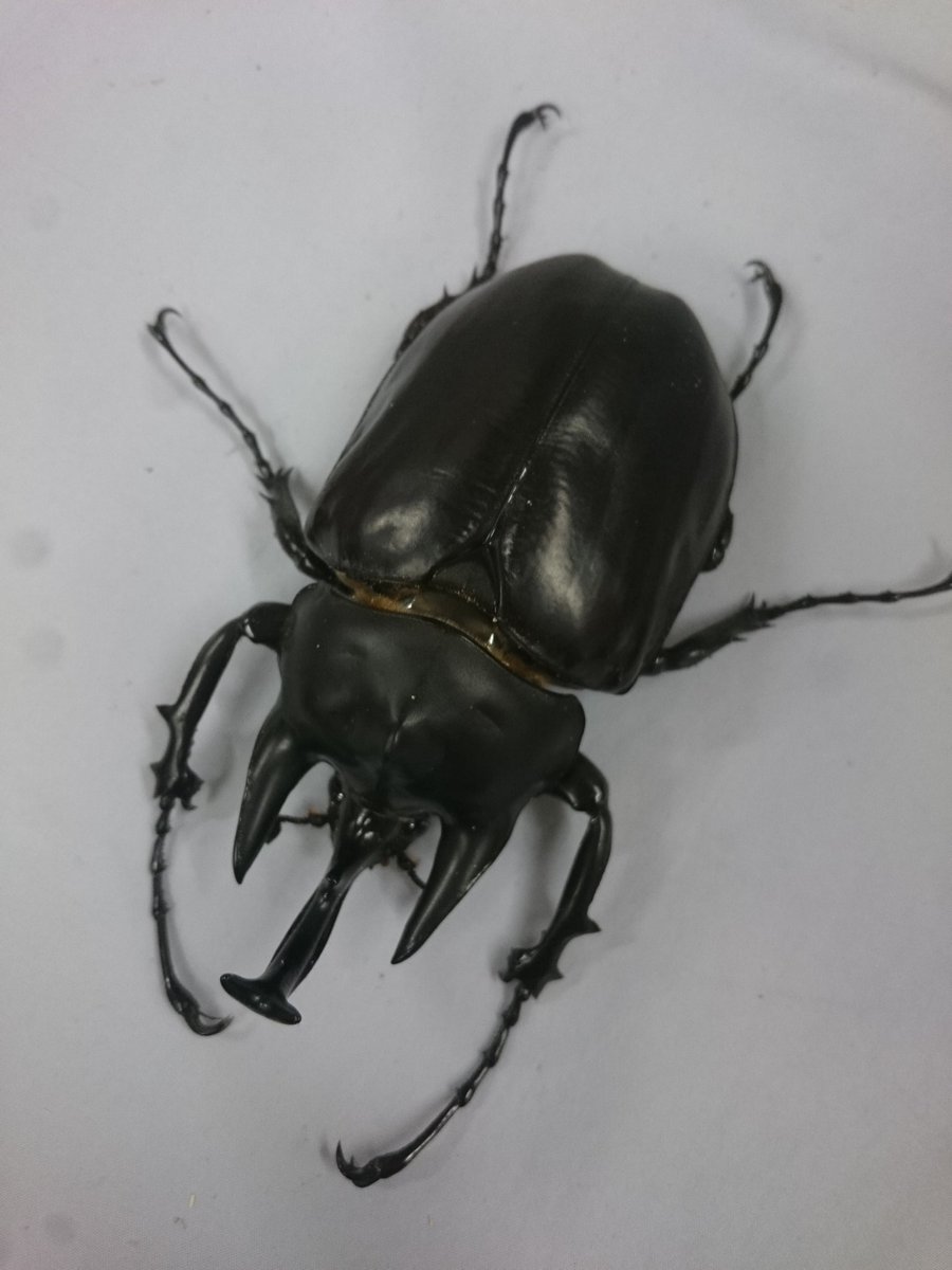 クワガタ カブトムシ専門店 ドルクスグッズ 入荷情報を更新しました ブリード物では珍しいインペリアリスツヤ ボーレンホーベンが入荷しました 人気種ではハイイロクワガタ ババクルビ インドグラン ヤエヤマコクワ ニジイロ ５カラー
