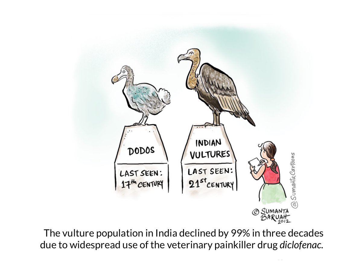 #Vultures, nature's clean-up crew, face threats of extinction in many parts of the world. My #cartoon (from 2012 archives) on #VultureAwarenessDay.

@4Vultures @ExtinctionR @Natures_Voice @RSPBScience @BirdLife_News @tveitdal @PTES @tusk_org @TheWCS  @NRDC @IndiaHSI @redditindia
