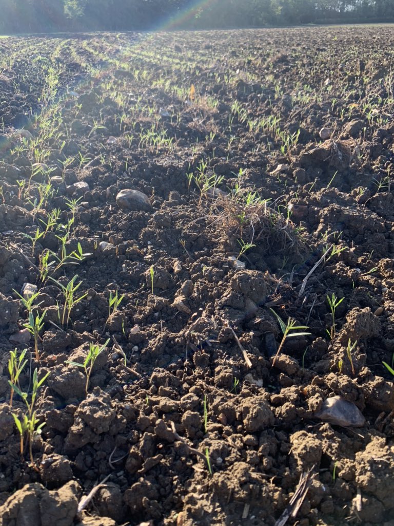 hanslope's tweet photo. Vetches emerging. Grown for seed for @ChurchOfBures #Harvest2021 Looking forward you getting them with a @CLAAS_UK #ConvioFlex demonstration! https://t.co/xogYfRg3WH