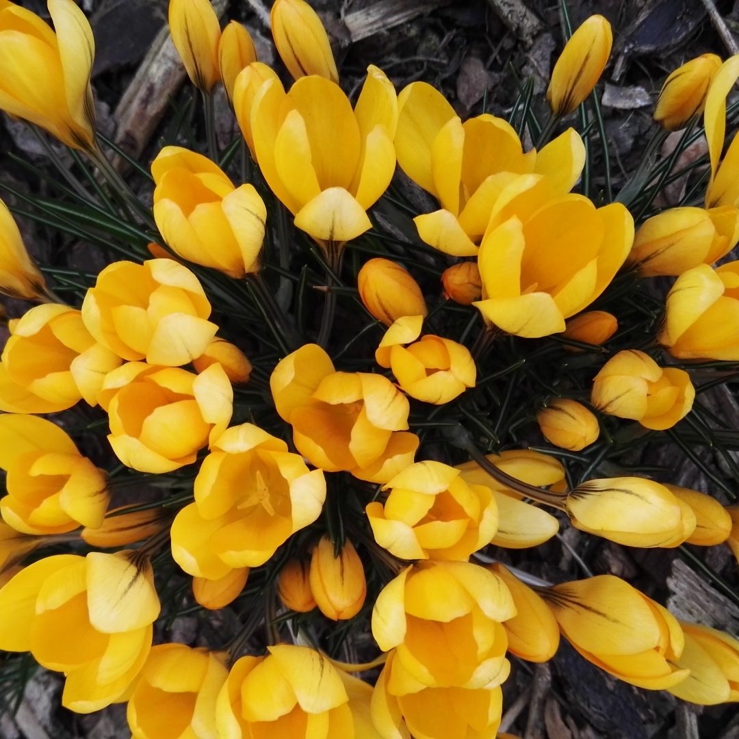 Bloemify's tweet photo. Wij zijn voor ons nieuwe platform op zoek naar bloemisten en kwekers van #bloemen, #planten, #groente en #fruit. #bloemify #buyflowersnottoiletpaper #flowers4oxygen #flowersboostchallenge https://t.co/Hvd21yuVLC