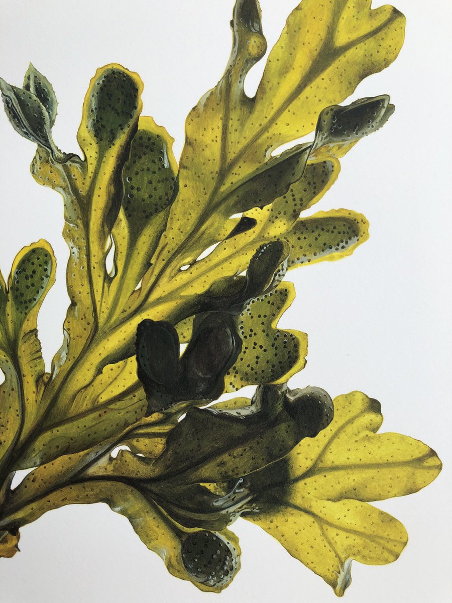 Yesterday I finished painting this watercolour of a Spiral wrack, Fucus spiralis seaweed. This will be part of a new collection of illustrated seaweeds found in Cornwall.
#seaweed #botanicalillustrator