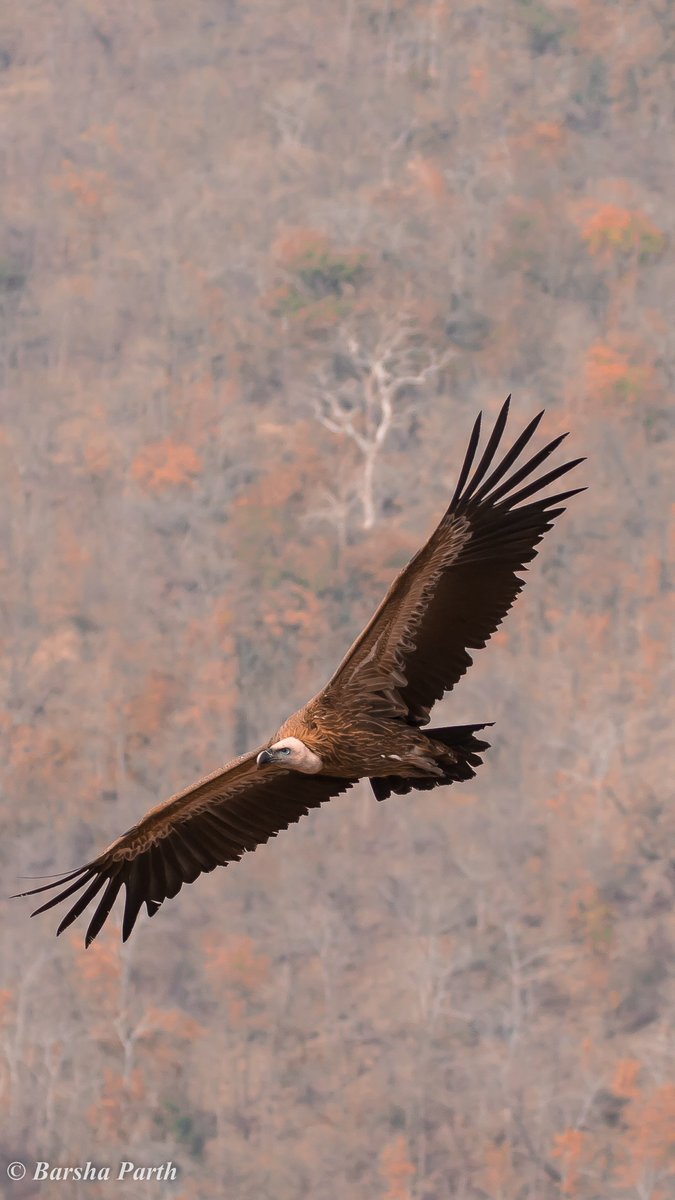 In #VultureAwarenessDay, here's a shot of a Griffon Vulture from Panna. Panna has done a good job in providing breeding ground for vultures.  #IndiAves #naturephotography @goldsant