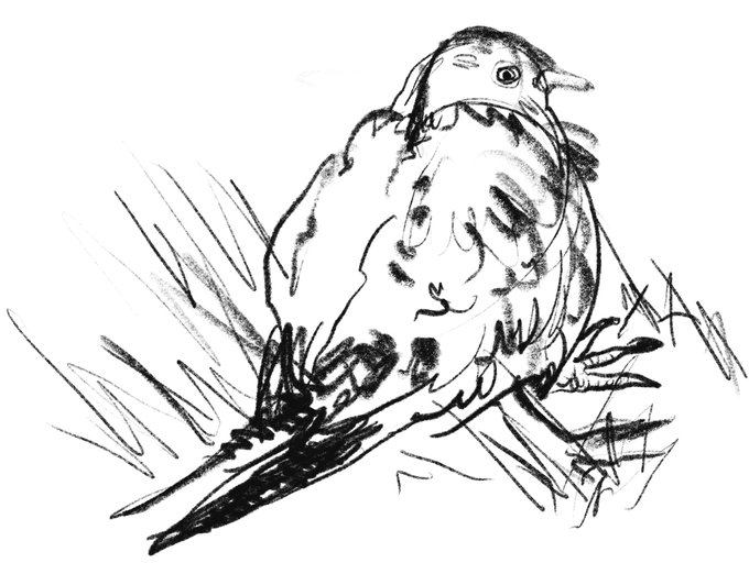 溺れてたらしい鳩 