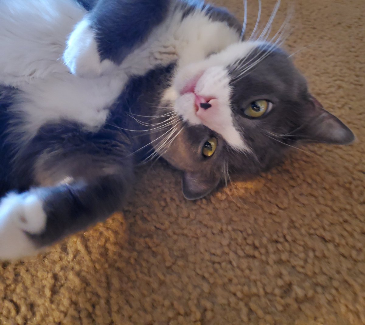 girly_theodore's tweet photo. I've fallen and I...Don't want to get up! 😸
#fatcat #fatcatlife #thatnose #thatface #catlovers #caturday #ivefalleninlove #thedrama #felinefun #fuzzball https://t.co/C9fKG16nLP