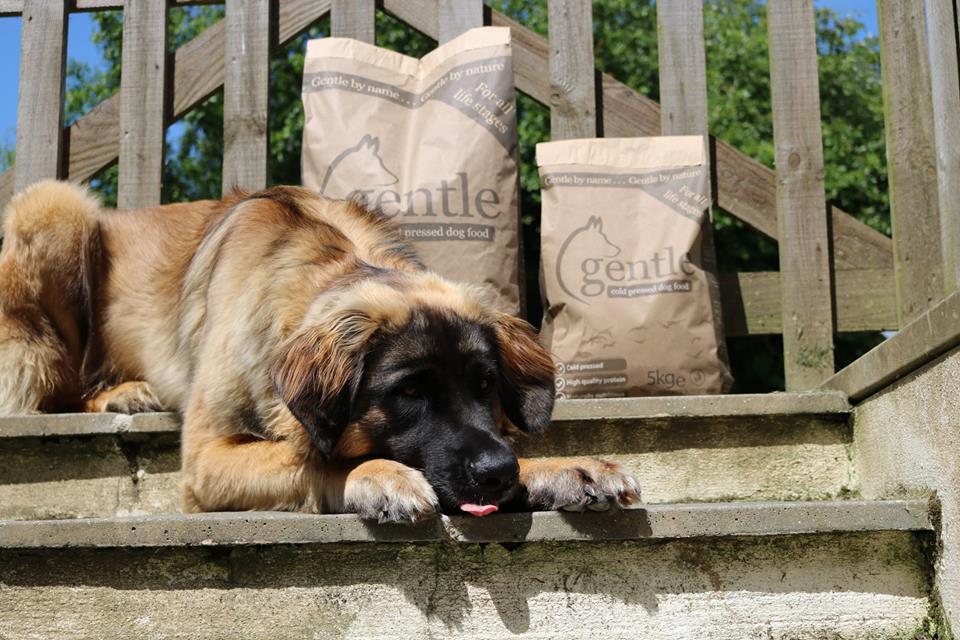 gentle dog food voucher