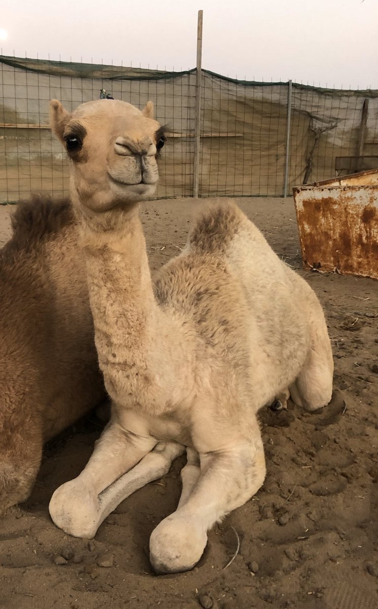 فيها من الريم ملمحها و عاتجها