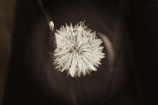 ffescalante13's tweet photo. Photo By Greyerbaby | Pixabay - via @Crowdfire  
 #dandelion #flowers #white #weed #macroweed #dientesblancos #nature https://t.co/ZrXgpemash