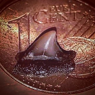 FranceDino's tweet photo. Cette #dent (ou plutôt cette #cuspide) d'une taille impressionnante (d'un #Cretolamna ?) fut découverte dans un champ de maïs de #Clermont en Argonne (#France, #Meuse, 55120) dans des niveaux d'argiles marneux brun-jaune du #Gault de l'#Albien. https://t.co/1ibZUMINkh