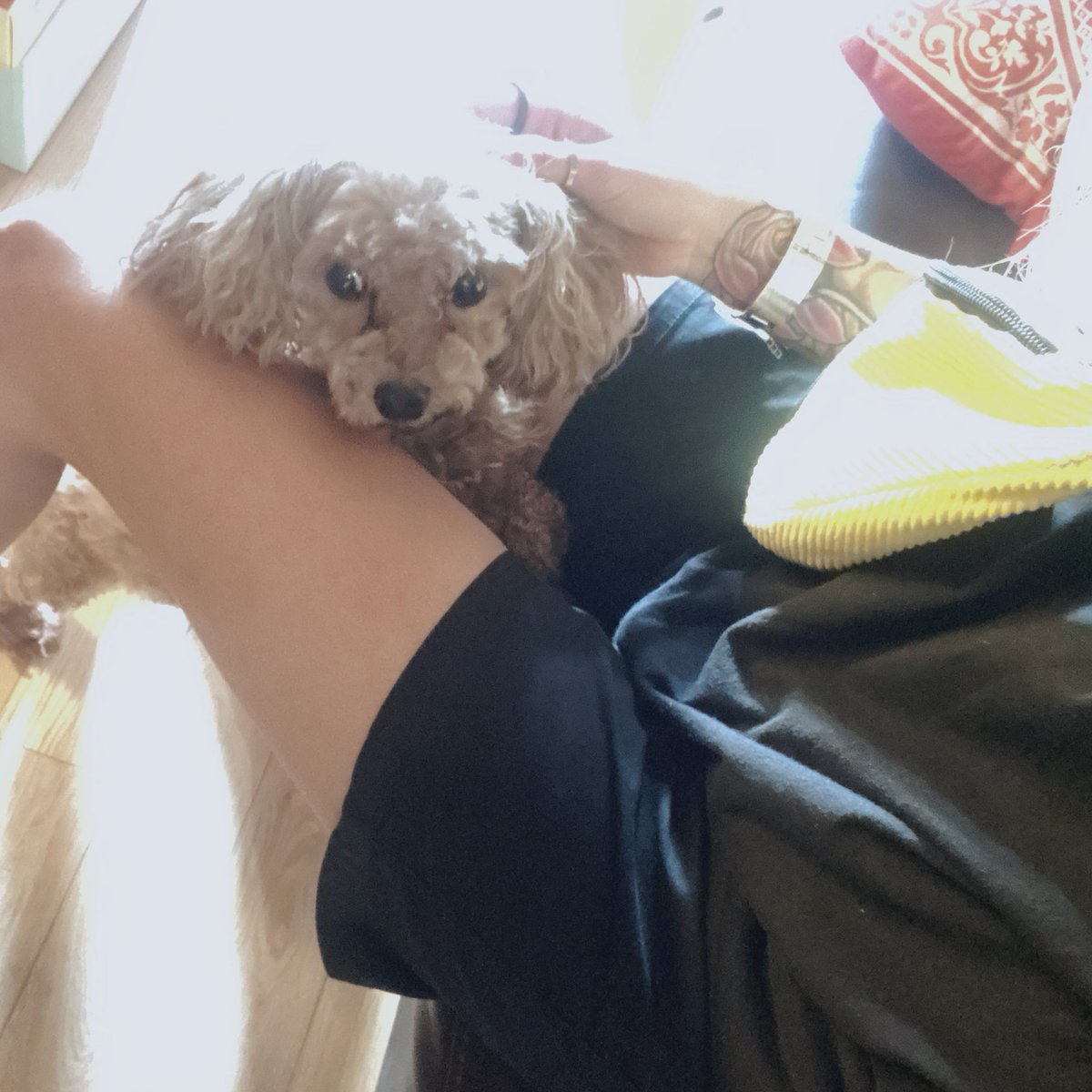 KrizaYu's tweet photo. 🐶 子犬 ❤️ https://t.co/l9ncvb3F5x