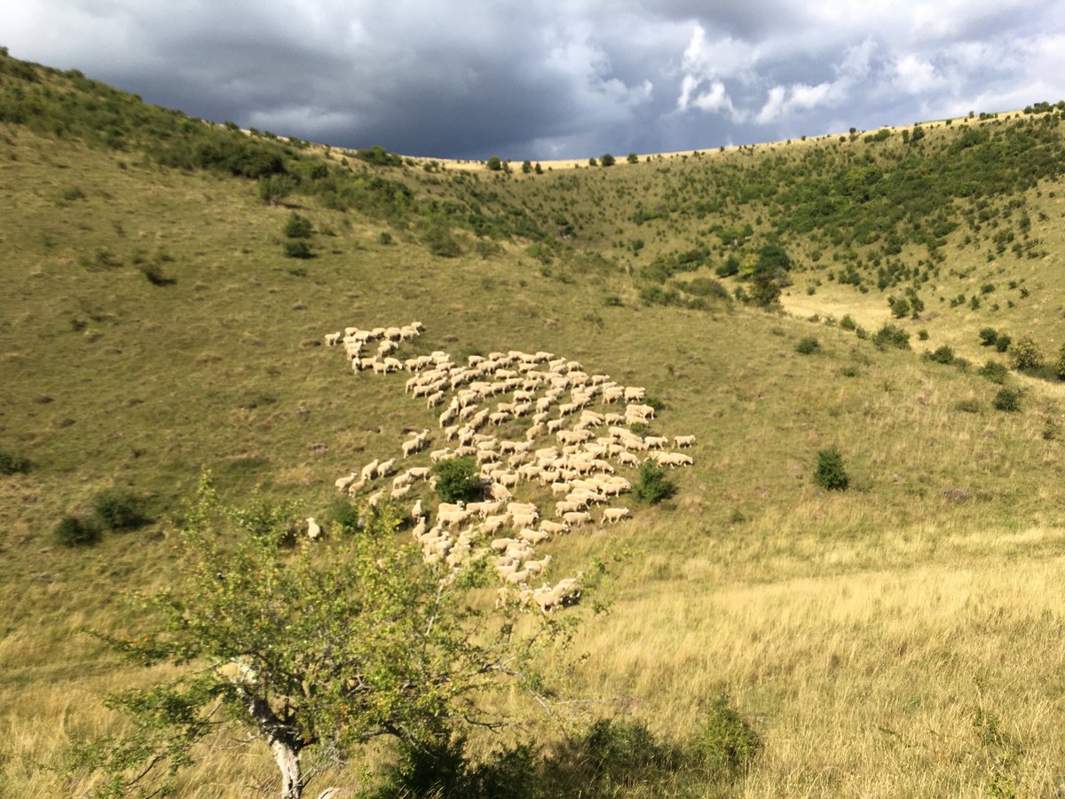 stonehillromney's tweet photo. Shearling summer grazing #triedandtested https://t.co/gG3Bo5mBDX