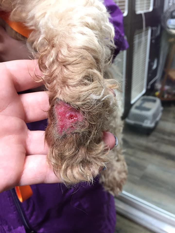 TNProverbs1210's tweet photo. Yet another precious soul in need of costly medical care...This is Mr.Snuggles. He has had a badly injured front leg for quite some time. Sadly, his leg was amputated yesterday. 
Seems there is a monsoon of misery and need.
#WalkingInFaith
#HelpingHISHelpless https://t.co/EPQmNBRYua