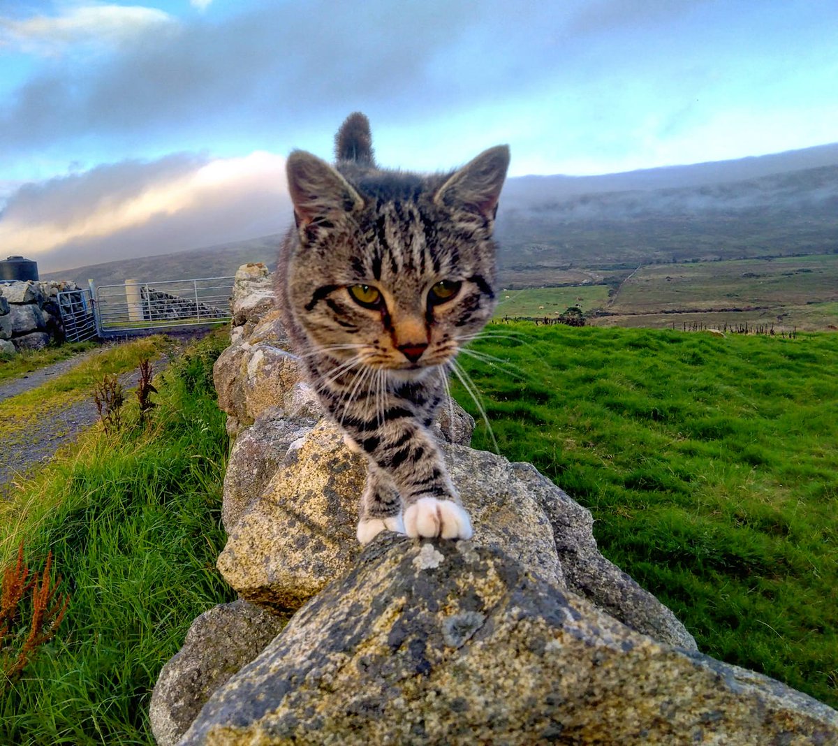Beautiful Mourne Mountains, Co  #Down, N  #Ireland. Mournes are made up of 12 mountains with 15 peaks & include the famous Mourne wall (keeps sheep & cattle out of reservoir)! Area of Outstanding Natural Beauty. Partly  @NationalTrustNI. ©Daniel Mcevoy (with lovely cat!)  #caturday