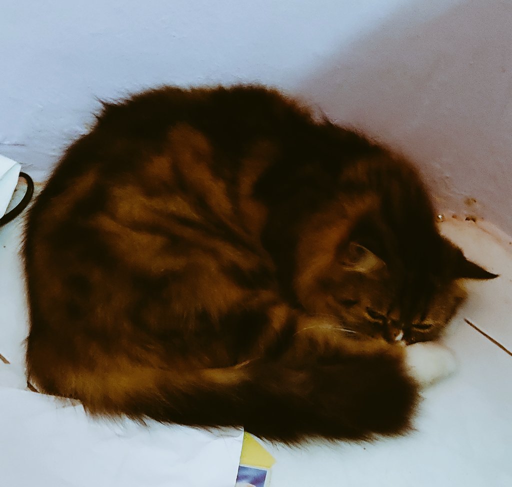 junaidix's tweet photo. purr.. purr.. https://t.co/FJ6M444Ju4