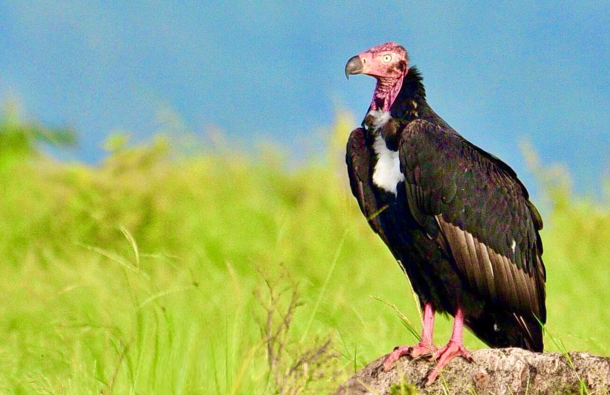 Here is my bit for #VultureAwarenessDay 
Vultures are amazing birds

1. Griffon Vulture (Gyps fulvus)

2. Egyptian Vulture (N percnopterus) “Endangered”

3. Red-headed Vulture (S calvus) “Critically Endangered”

4. Himalayan Vulture (Gyps himalayensis) “Near Threatened”
#IndiAves