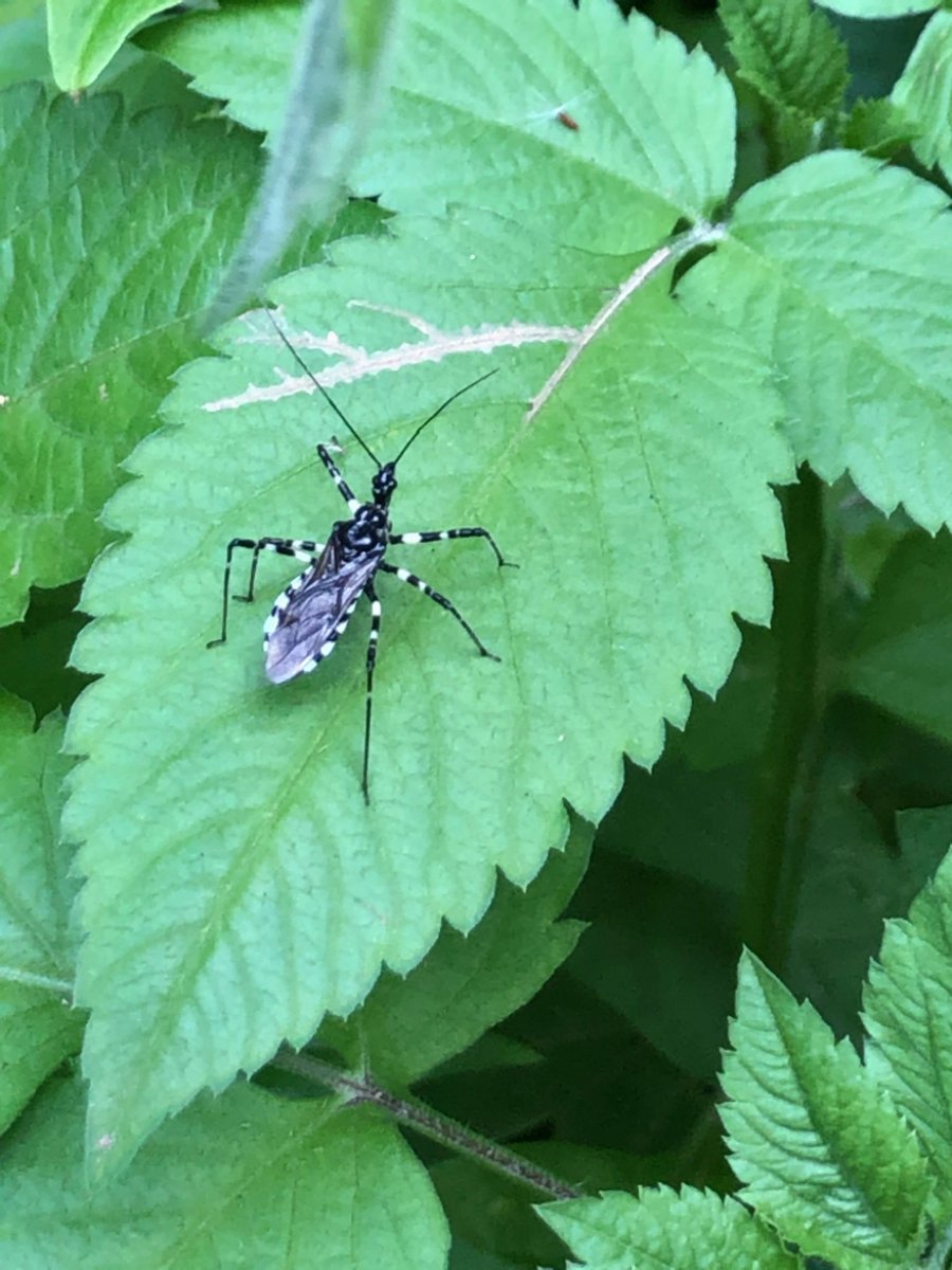 Our newest species post is on Sphedanolestes impressicollis, the 'Striped Assassin Bug' (known as シマサシガメ or 'Shima-sashigame' in Japan). Read more below to learn why it has its vicious name: 

tokyonaturalist.com/post/the-strip…

#tokyo #nature #insect