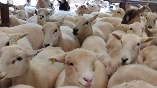 lloydbrosruthin's tweet photo. 125 #exlana ewes sponged and hopefully inlamb ready for early lambs #provensheders #farming2020 https://t.co/bzc3myuzbk