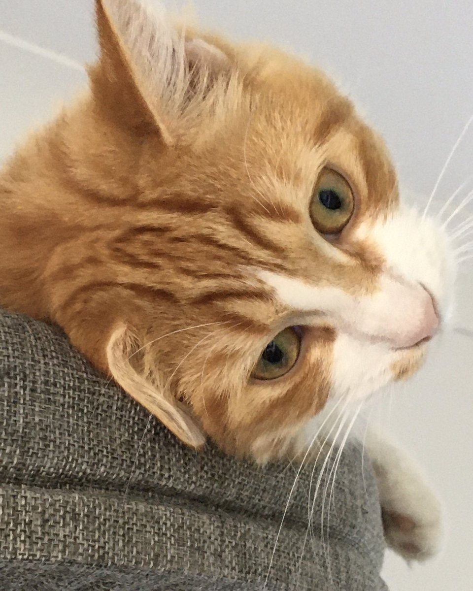 Mathematicats's tweet image. Wishing everybody a relaxing #Caturday 😽🧡🐾😺🖤🐾