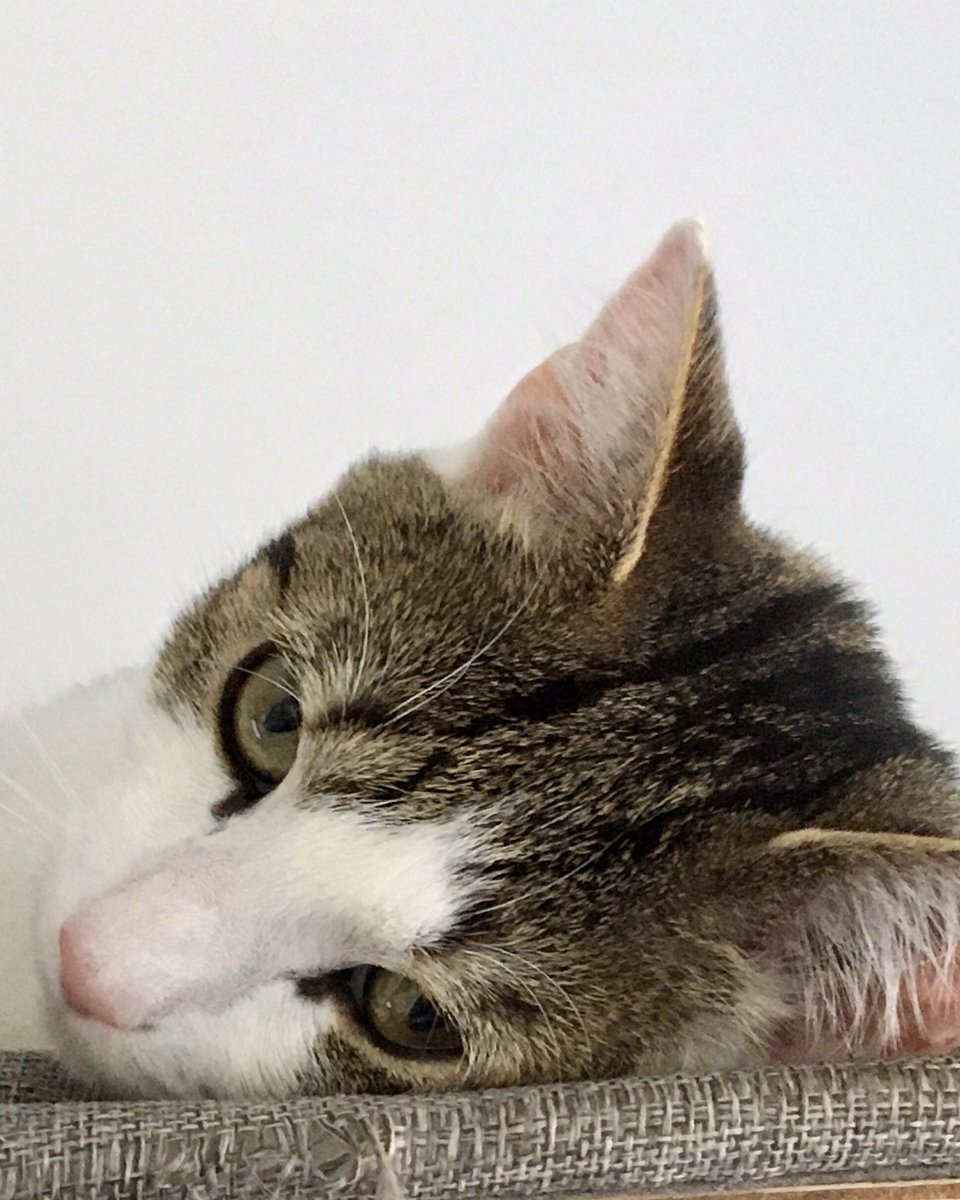 Mathematicats's tweet image. Wishing everybody a relaxing #Caturday 😽🧡🐾😺🖤🐾