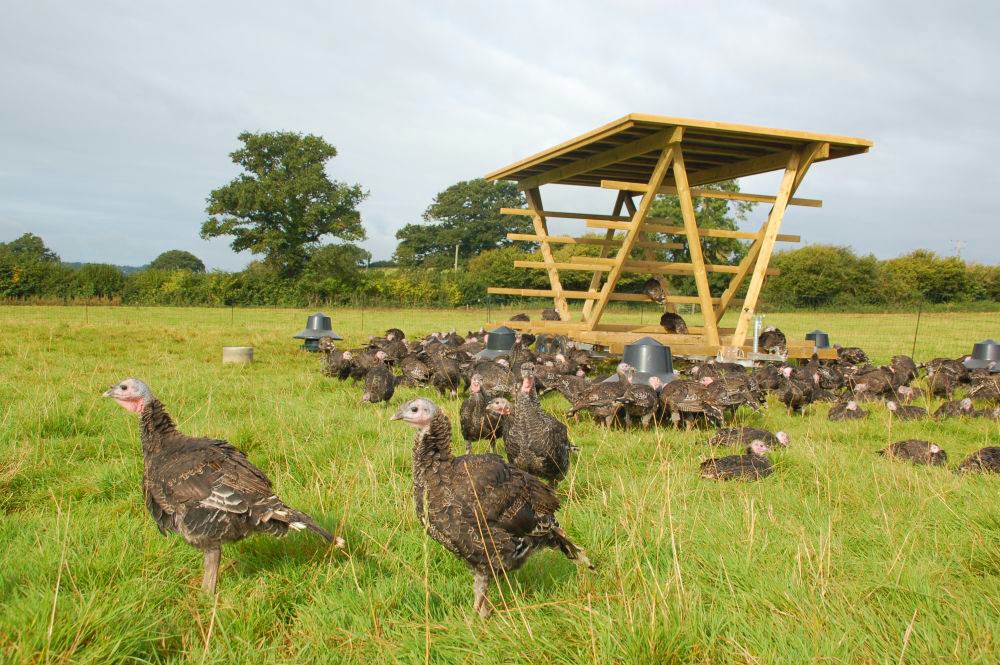 Oliver White tweet media