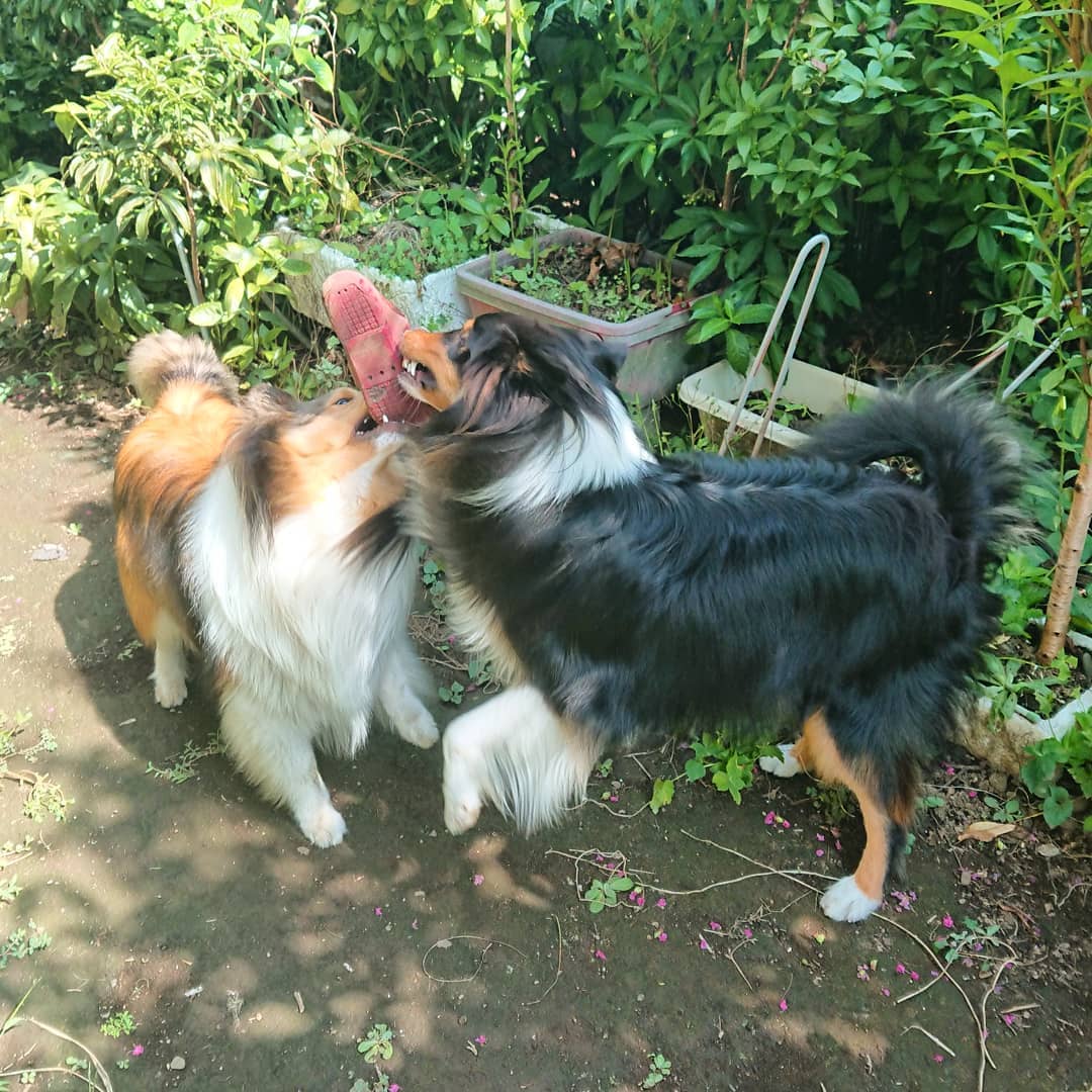 lcmc_1815's tweet photo. お庭
#シェルティ
#シェットランドシープドッグ
#sheltie
#shetlandsheepdog
#ラキミキ
#ラッキーミッキー
#キッキー
#luckymickey
インスタ⇒https://t.co/UrYQjx652l https://t.co/WzXuzW5vnT